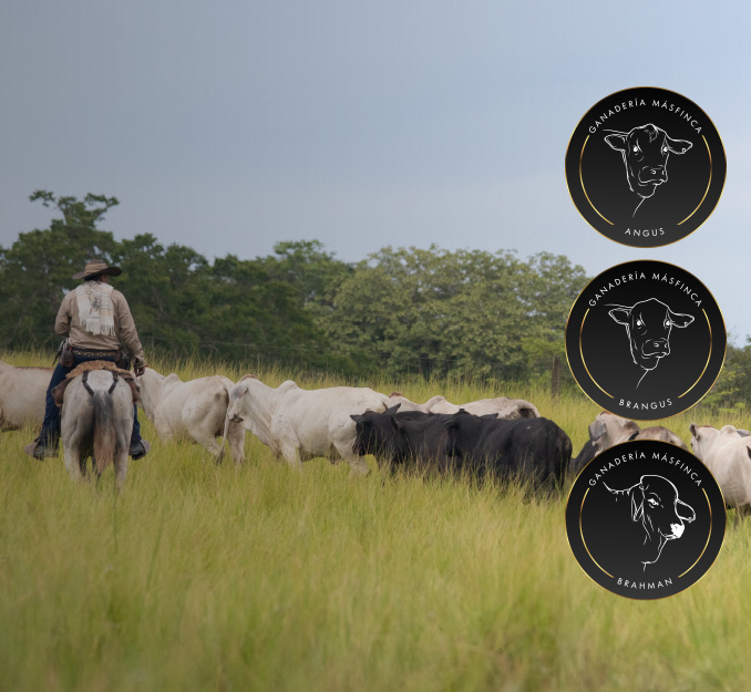 Masfinca-ganaderia-99