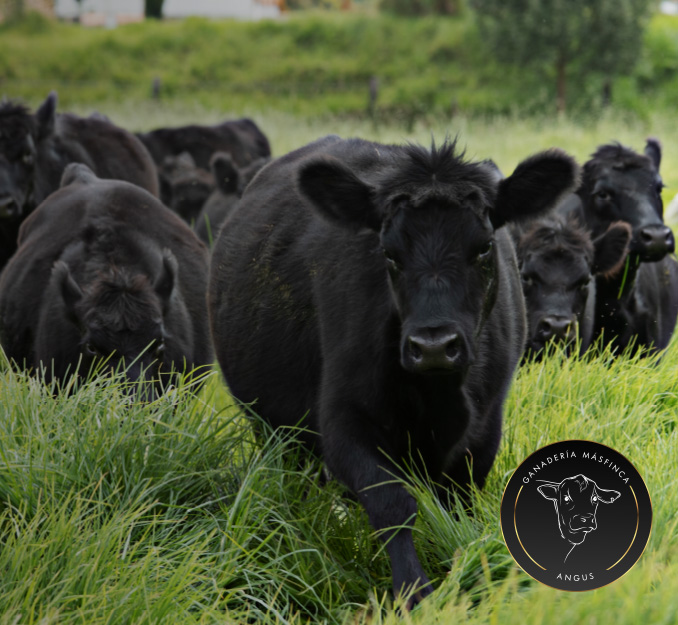 Masfinca-ganaderia-angus12aa