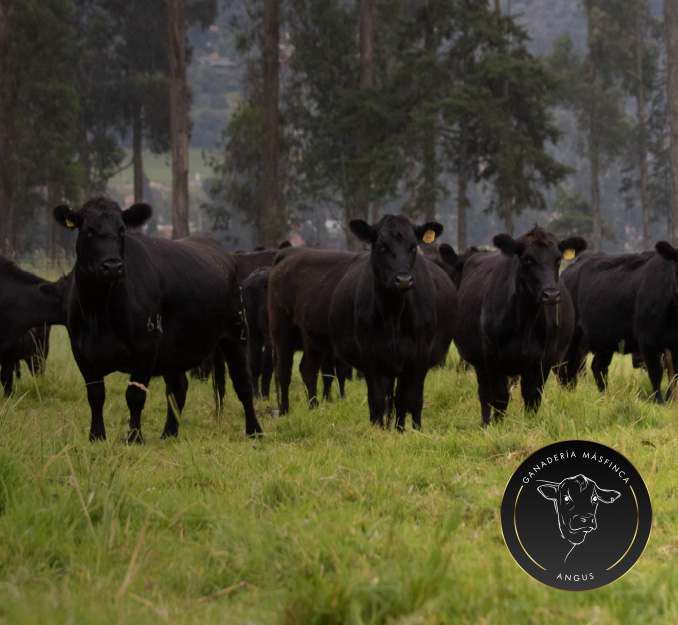 Masfinca-ganaderia-angus13