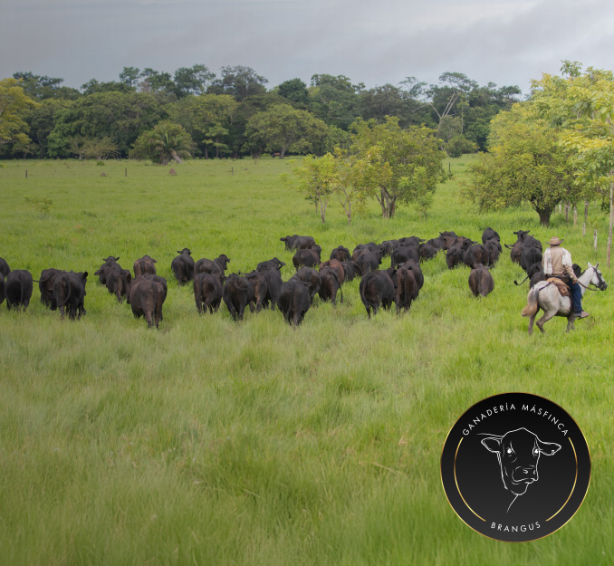 Masfinca-ganaderia-brangus4