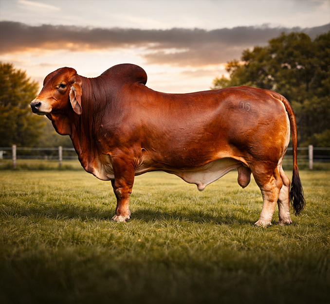 Masfinca-ganaderia10