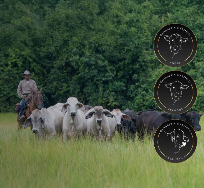 Masfinca-ganaderia101