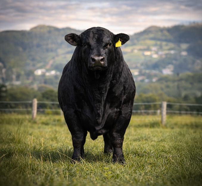 Masfinca-ganaderia11