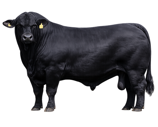 Masfinca-ganaderia7a