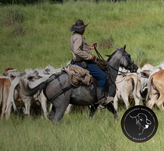 ganado brahman50