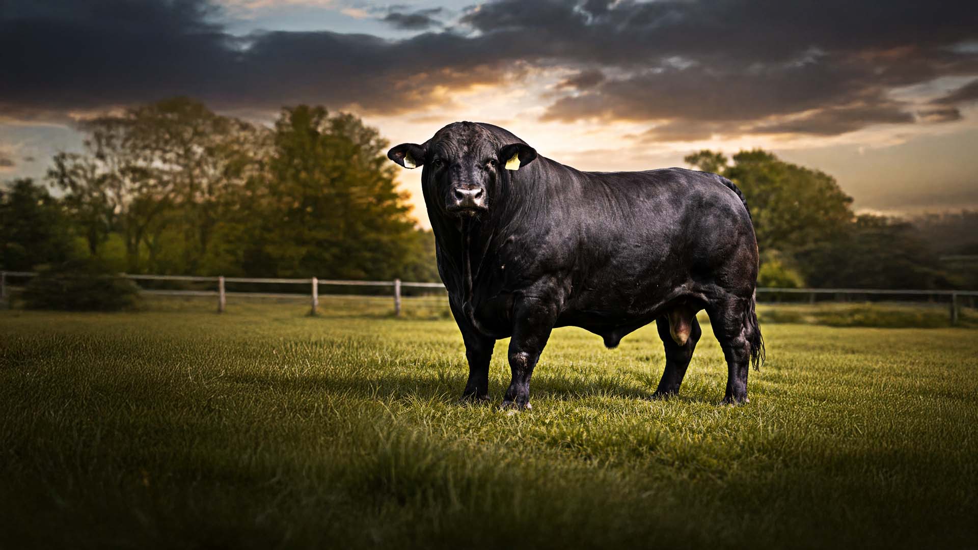 ganado brangus masfinca 1