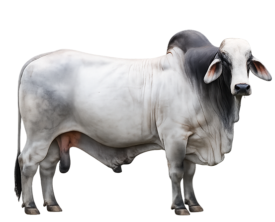 Masfinca-ganaderia7a-brahman